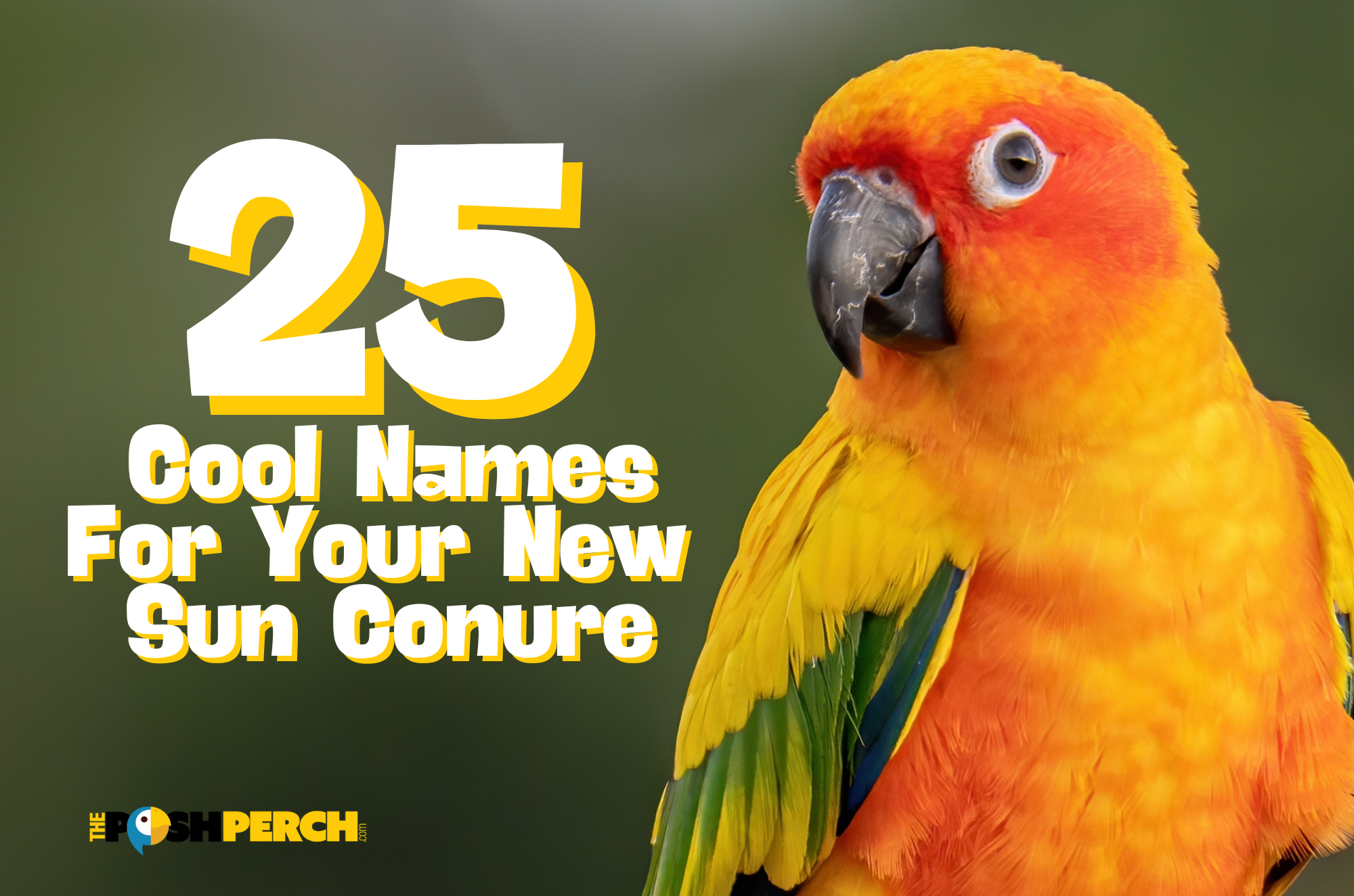 Sun Conure Names