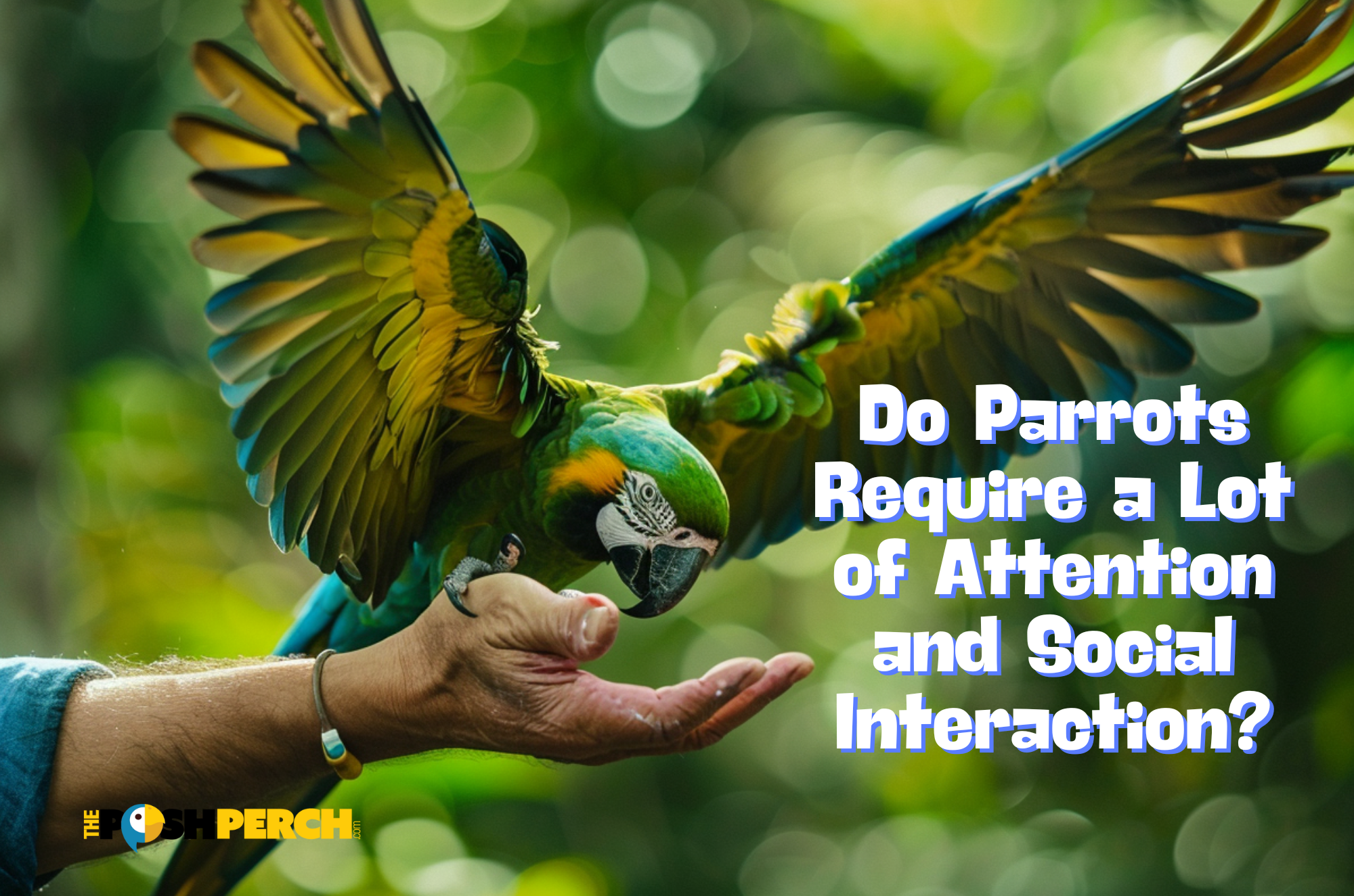 Do Parrots Require a Lot of Attention and Social Interaction?