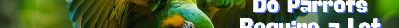 Do Parrots Require a Lot of Attention and Social Interaction?