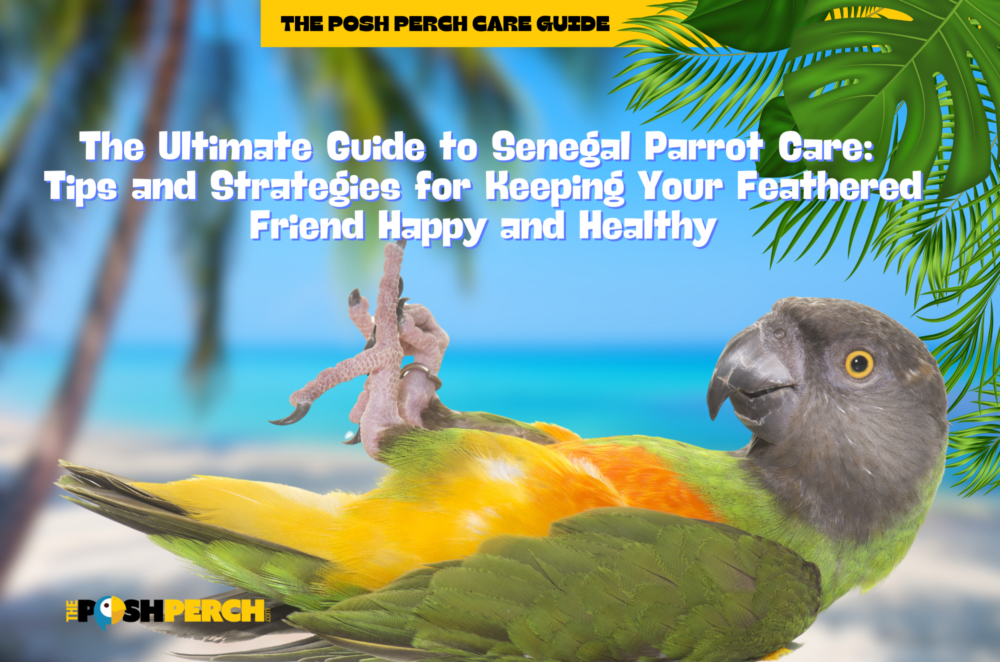 The Ultimate Guide to Senegal Parrot Care: Tips and Strategies for Keeping Your Feathered Friend Happy and Healthy