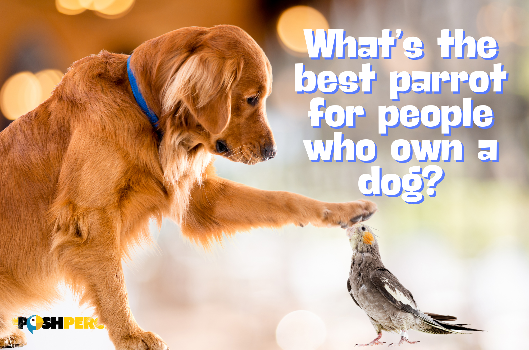 Whats the best parrot for people who own a dog?