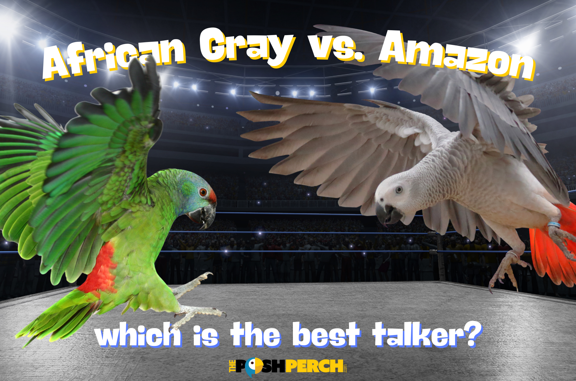 African Gray vs Amazon Parrot: Which Is The Best Talker?