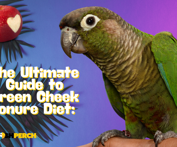 The Ultimate Guide to Green Cheek Conure Diet: What to Feed Your Feath ...