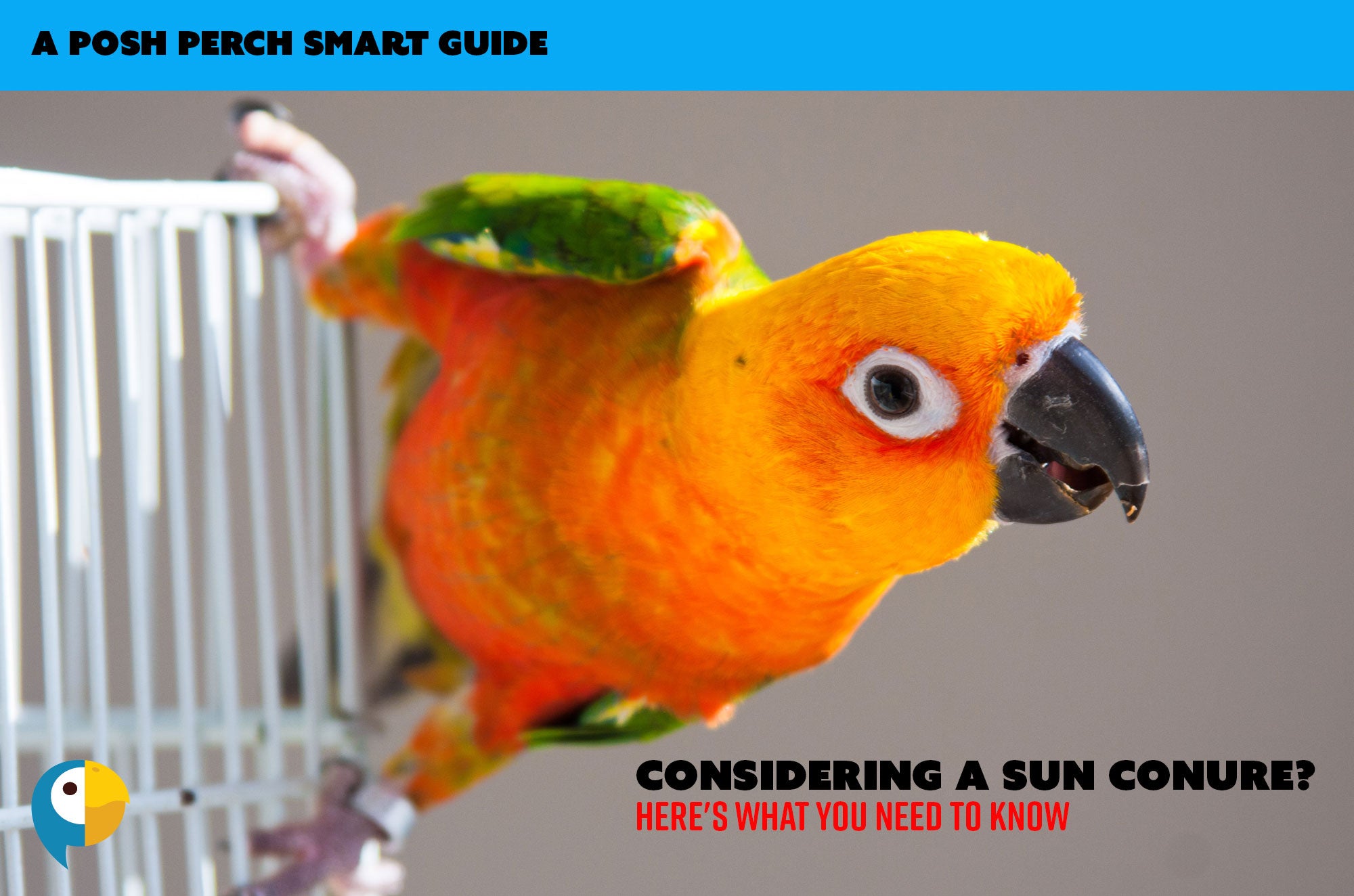 Considering a Sun Conure? Here's What You Need to Know