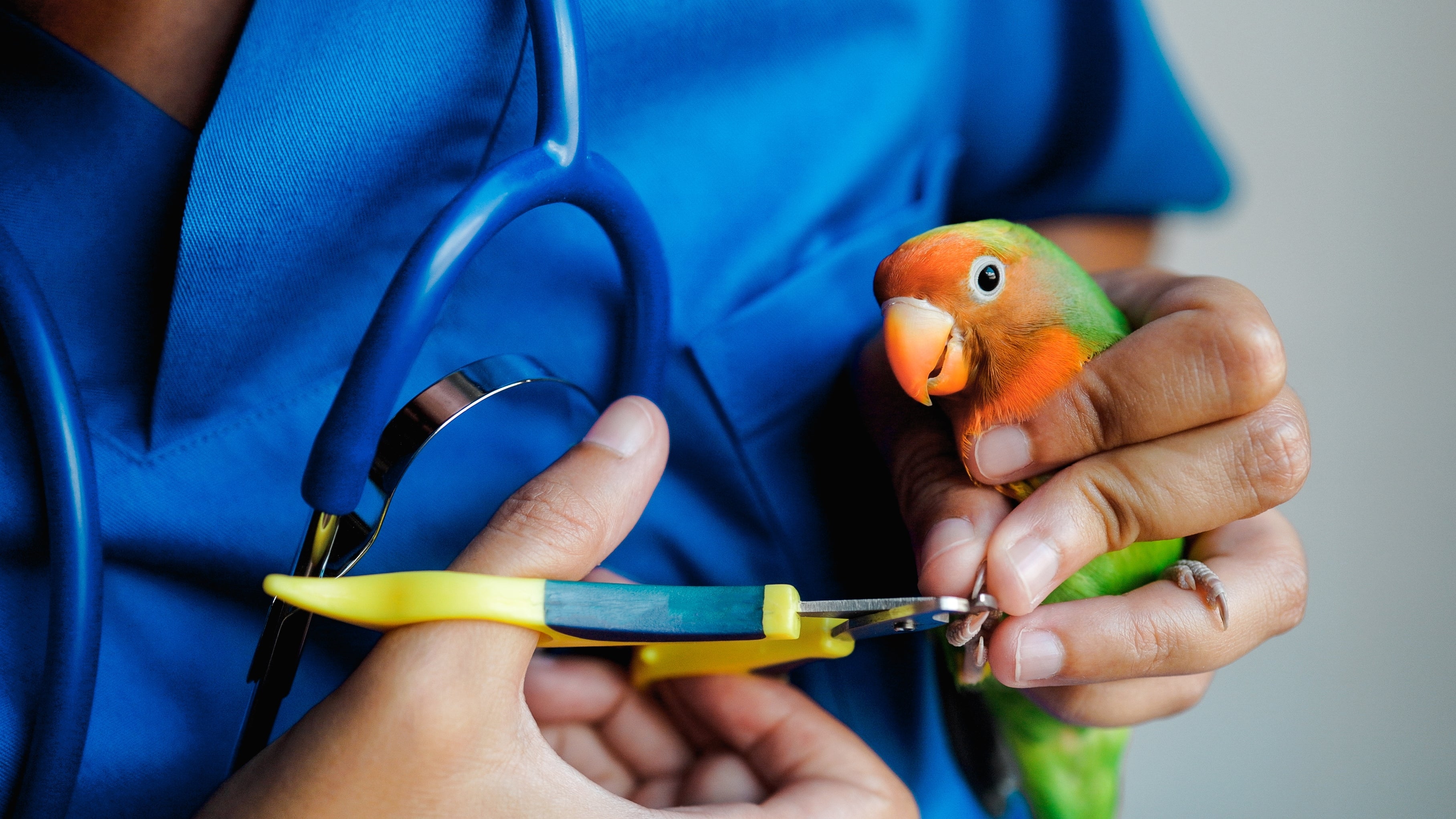 Comprehensive Guide to Clipping and Filing Parrot Nails