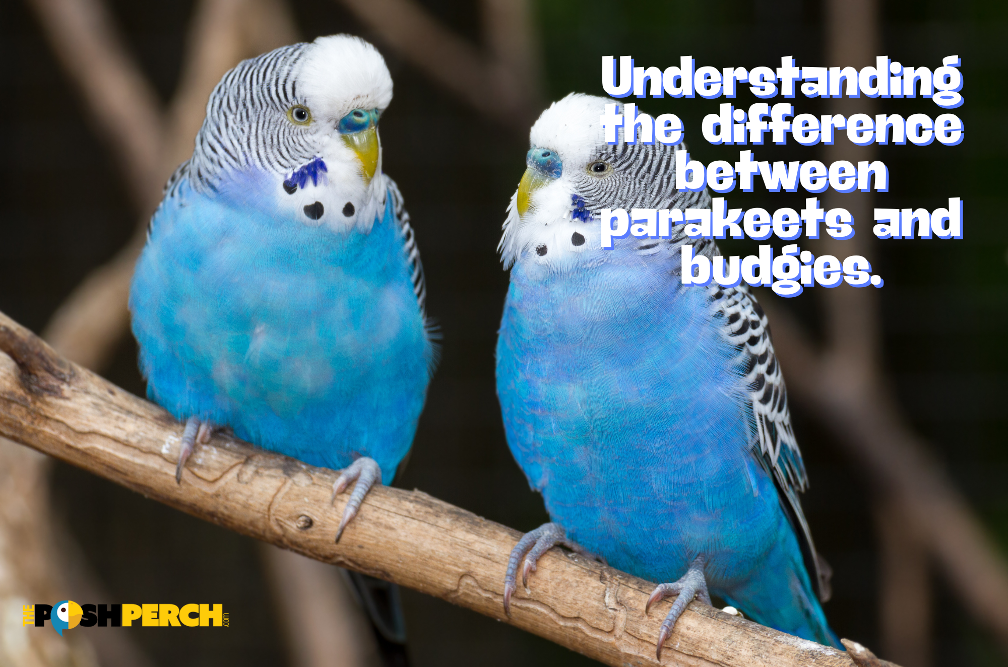 Understanding the Difference Between Parakeets and Budgies