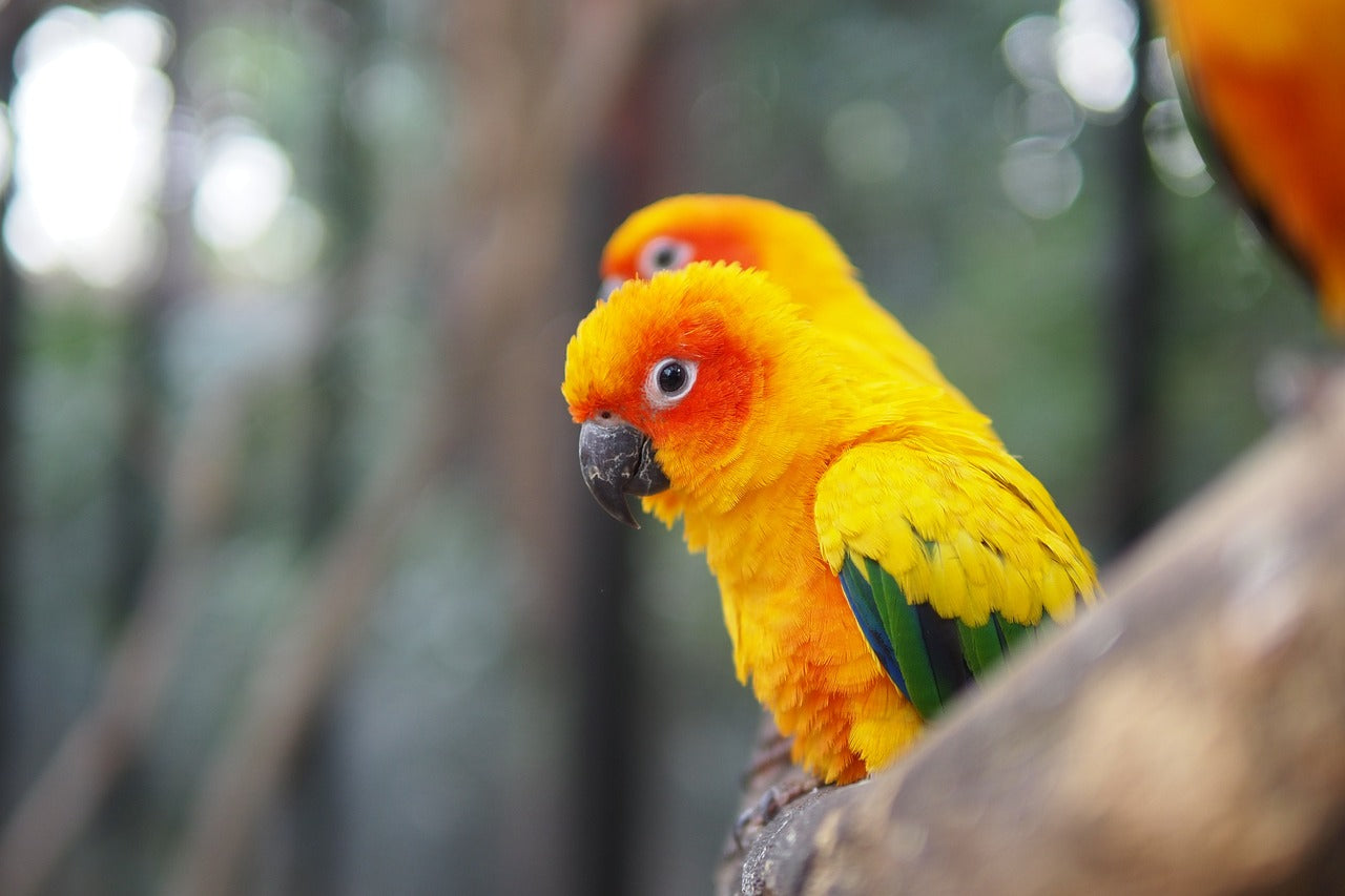 Sun conure