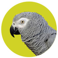 Collection image for: African Gray