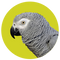 African Gray