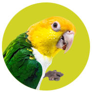 Collection image for: White Belly Caique