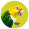 Caique