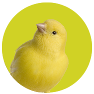 Collection image for: Canary