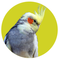 Collection image for: Cockatiel