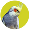 Cockatiel