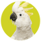 Cockatoos