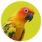 Conures