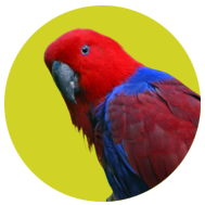 Collection image for: Eclectus