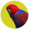 Eclectus