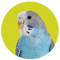 Parakeet/Budgie