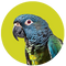 Pionus Parrot