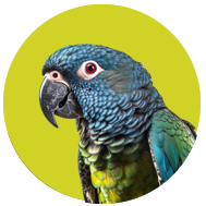 Pionus Parrot