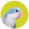 Quaker Parrot