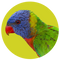 Lorikeet