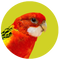 Rosella