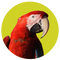 Macaws