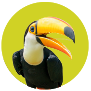 Collection image for: Toucan