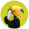 Toucan