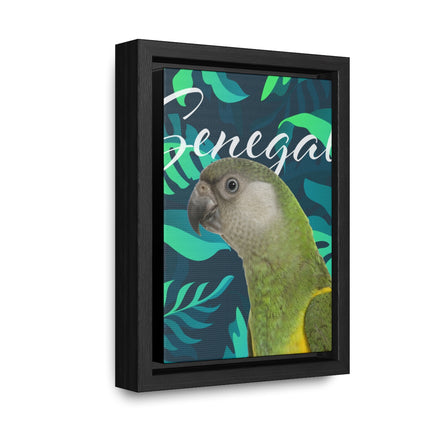 Senegal Parrot Gallery Canvas